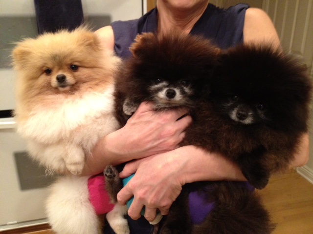 Dee best sale dee pomeranians