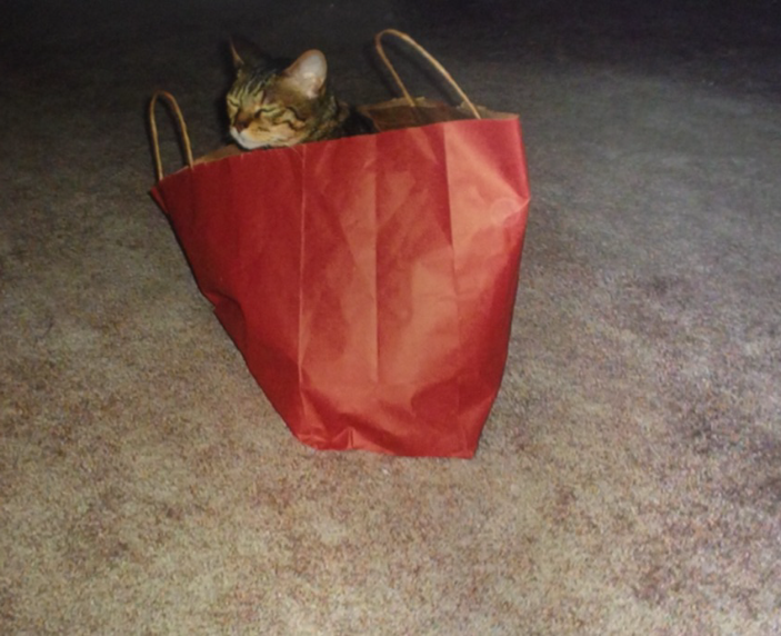 Lestat in a bag!