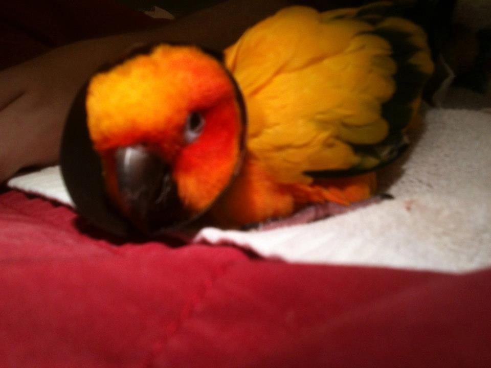 Max the Sun Conure and his E-Collar