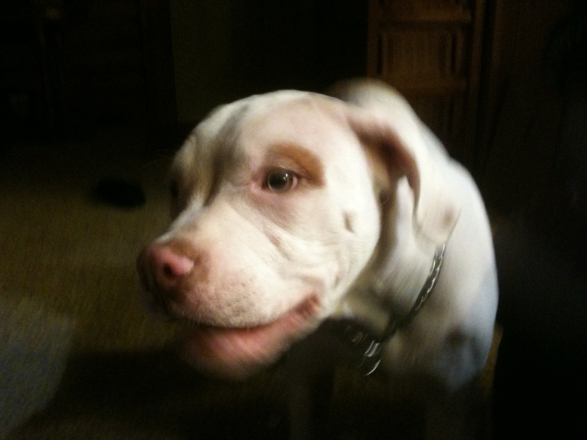 Tidus the Pit Bull Tells a Joke