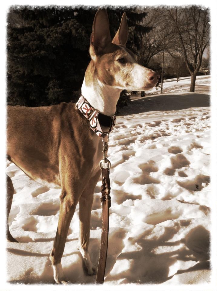 Ibizan Hound