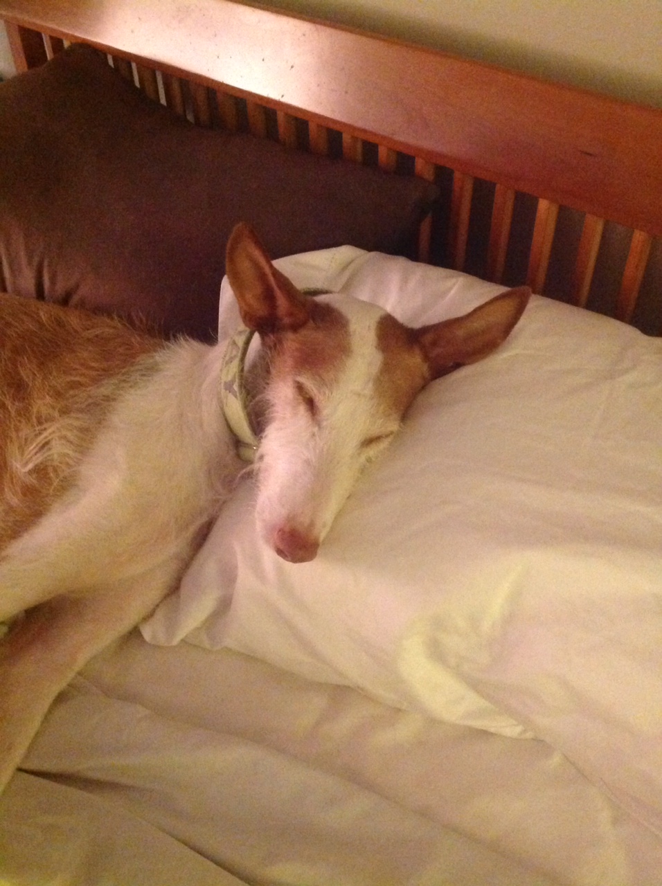 Ibizan Hound