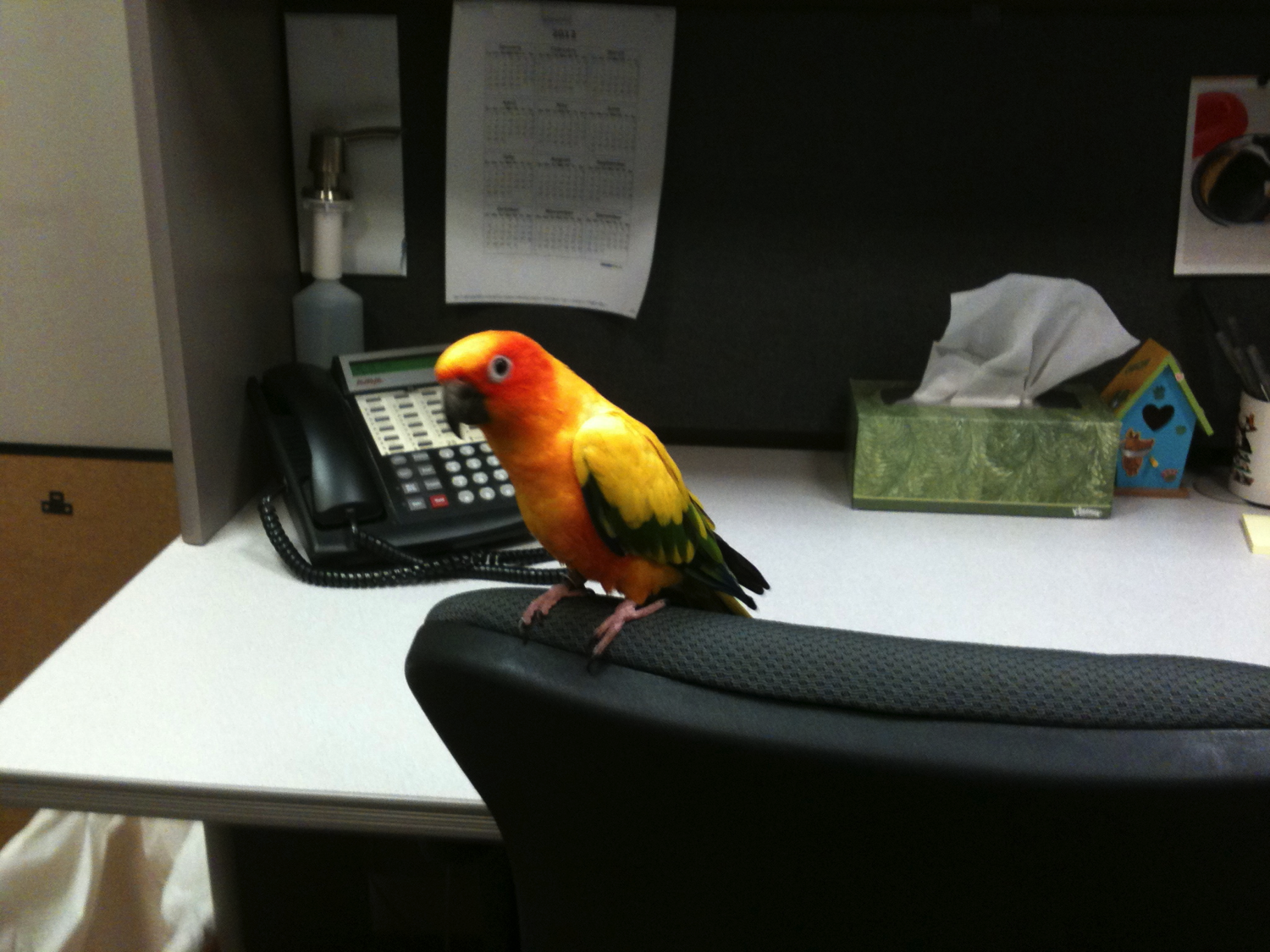 Max the Sun Conure