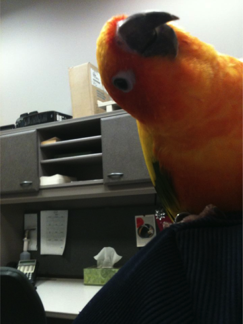 Max the Sun Conure