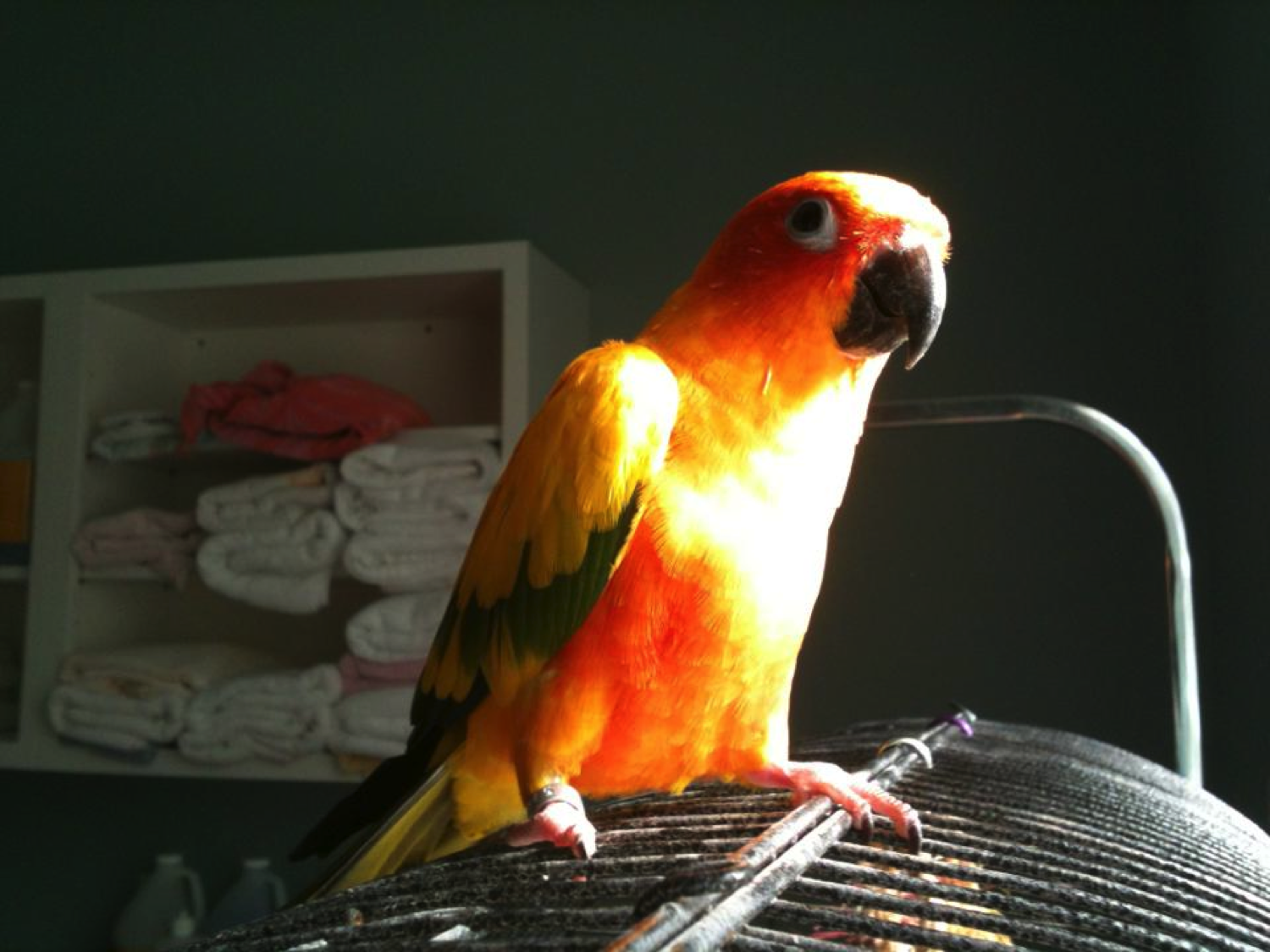 Max the Sun Conure