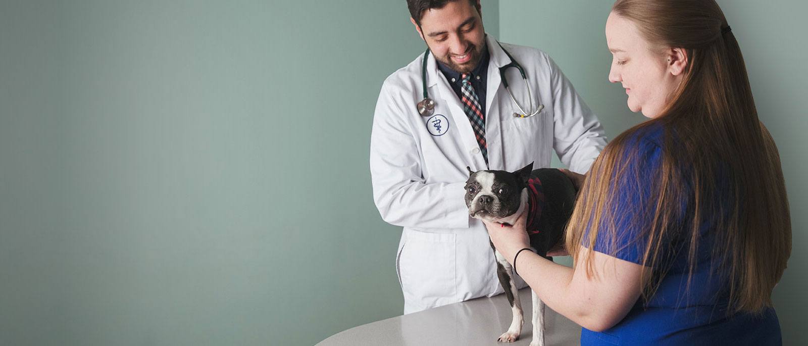 Gentle Doctor Animal Hospital